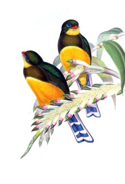 Kuş Illustration. Eski resim