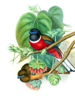 Kuş Illustration. Eski resim