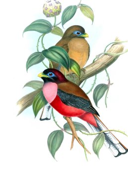 Kuş Illustration. Eski resim