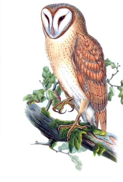 Illustration Bird Old Image — Stock Photo, Image