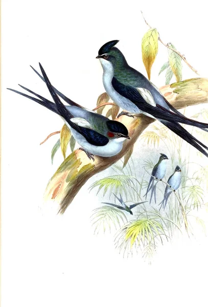 Kuş Illustration. Eski resim