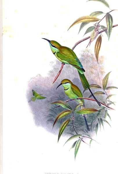 Ilustración Aves Imagen Antigua —  Fotos de Stock