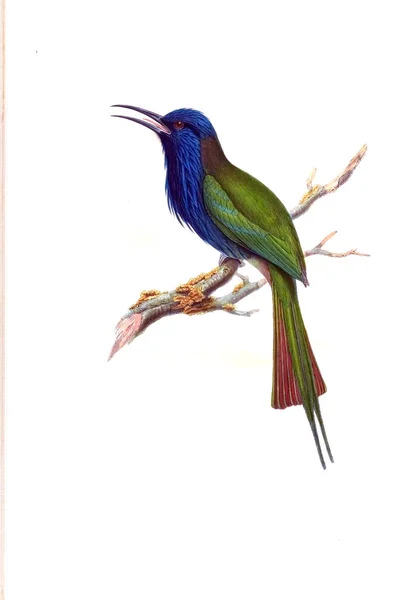 Иллюстрация Птицы Старое Изображение — стоковое фото