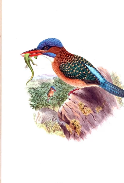 Kuş Illustration. Eski resim