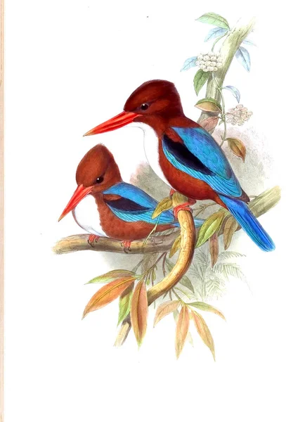 Kuş Illustration. Eski resim