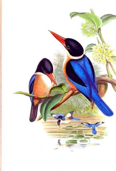 Kuş Illustration. Eski resim