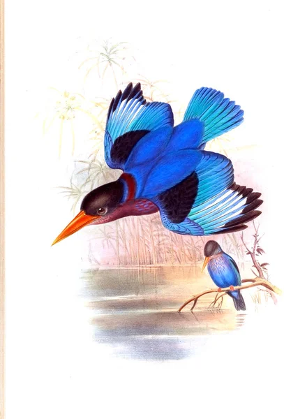 鳥のイラスト 古いイメージ — ストック写真