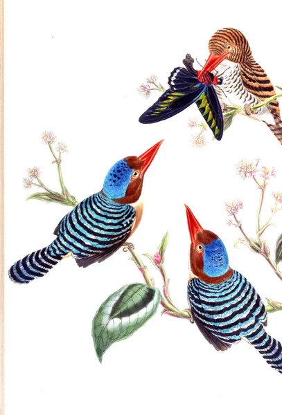 Illustration Oiseau Vieille Image — Photo