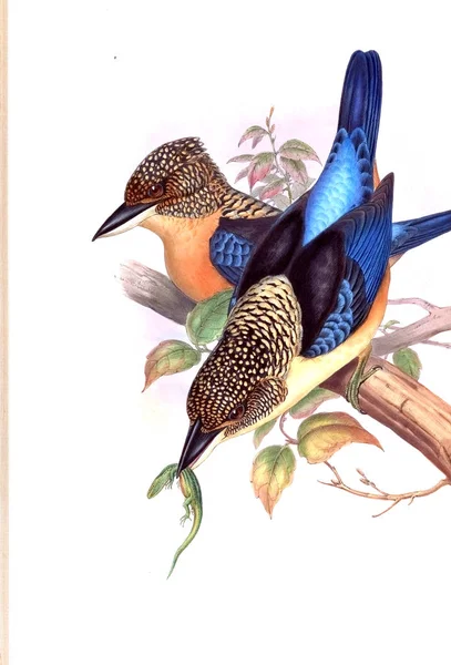 Kuş Illustration. Eski resim