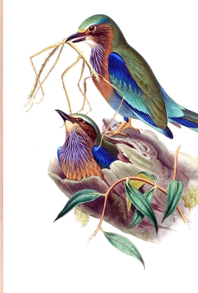 Kuş Illustration. Eski resim