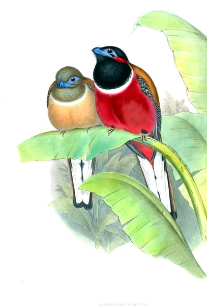 Kuş Illustration. Eski resim