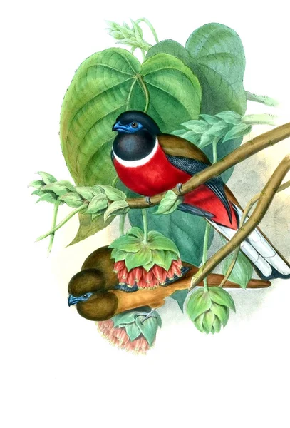 Kuş Illustration. Eski resim