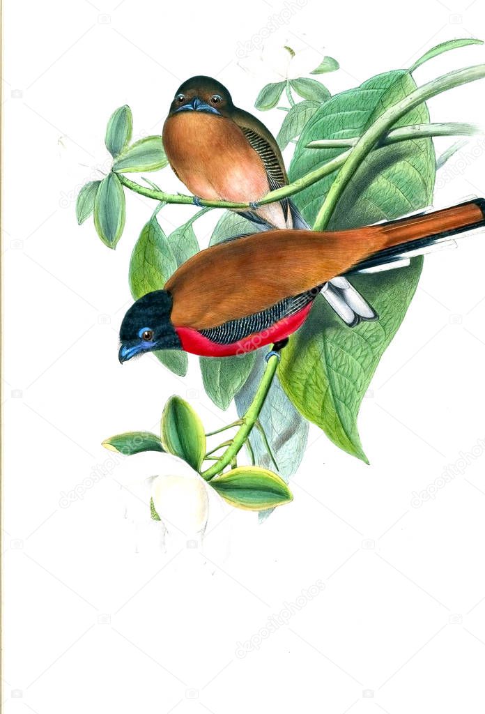Illustration of bird. Old image