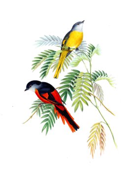 Illustration of animals old image/