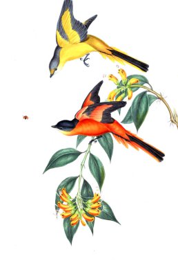 Illustration of animals old image/