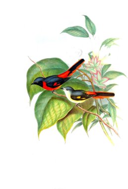 Illustration of animals old image/