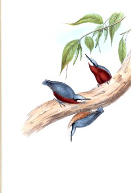 Illustration of animals old image/