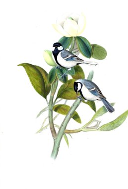 Illustration of animals old image/