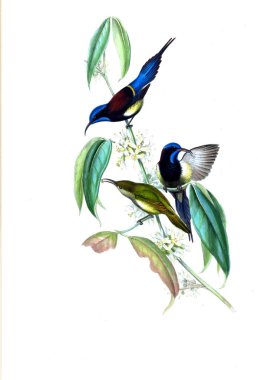 Illustration of animals old image/