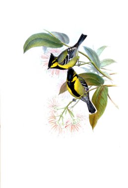 Illustration of animals old image/