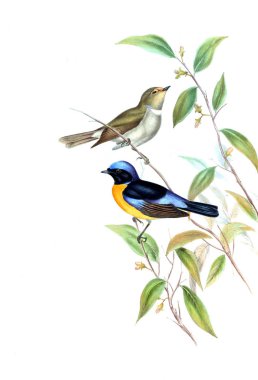 Illustration of animals old image/