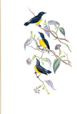 Illustration of animals old image/