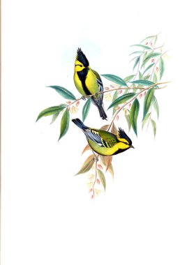 Illustration of animals old image/