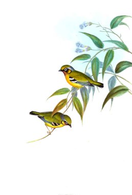 Illustration of animals old image/