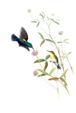 Illustration of animals old image/