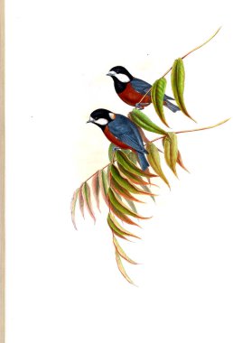 Illustration of animals old image/