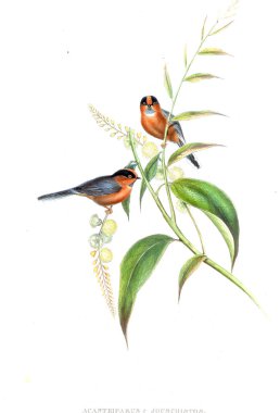 Illustration of animals old image/