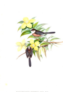 Illustration of animals old image/