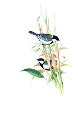 Illustration of animals old image/