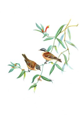 Illustration of animals old image/