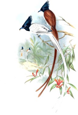 Illustration of animals old image/