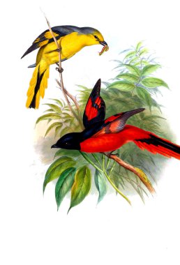 Illustration of animals old image/