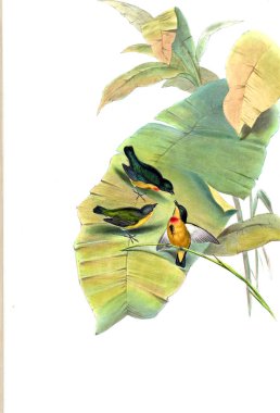 Illustration of animals old image/