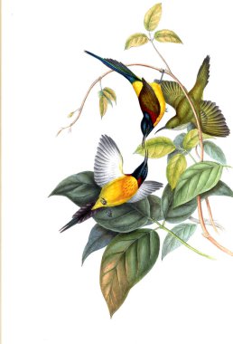 Illustration of animals old image/
