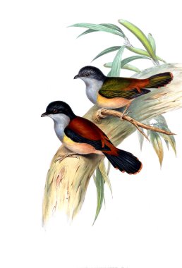 Illustration of animals old image/