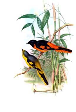 Illustration of animals old image/