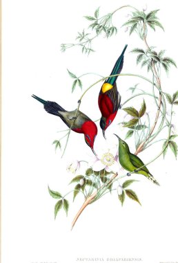 Illustration of animals old image/