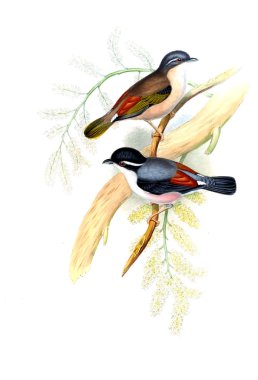 Illustration of animals old image/