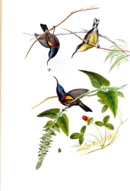 Illustration of animals old image/