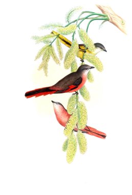 Illustration of animals old image/