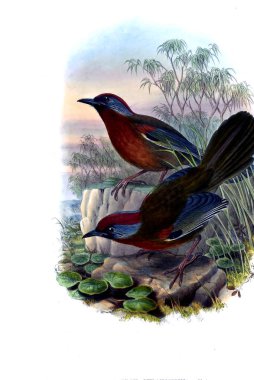 Hayvanlar eski resim çizimi