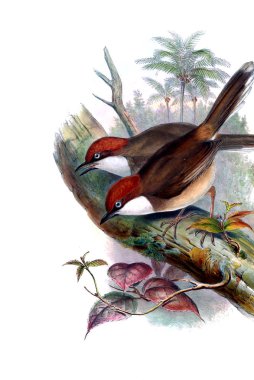 Hayvanlar eski resim çizimi