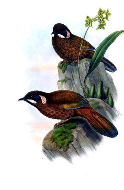 Hayvanlar eski resim çizimi