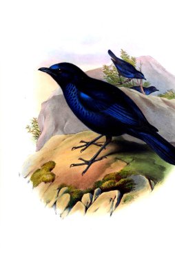 Hayvanlar eski resim çizimi