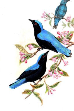 Hayvanlar eski resim çizimi