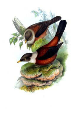 Hayvanlar eski resim çizimi